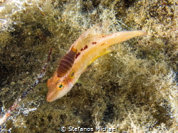 Wrasse - Pteragogus trispilus with an ectoparasite on it by Stefanos Michael 